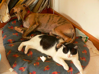 dogs and cats under one roof