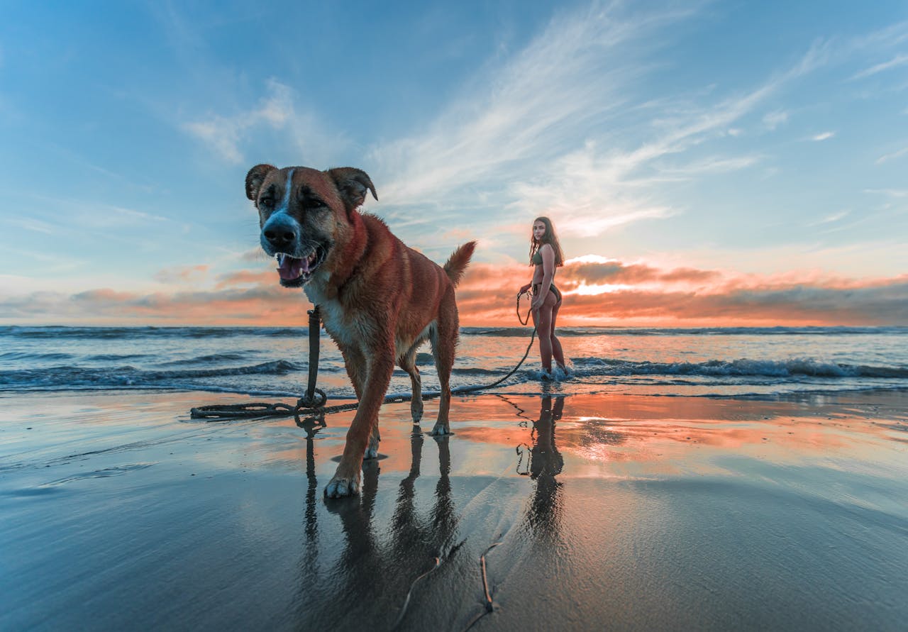 Dog on a calm solo walk enjoying one to one attention
