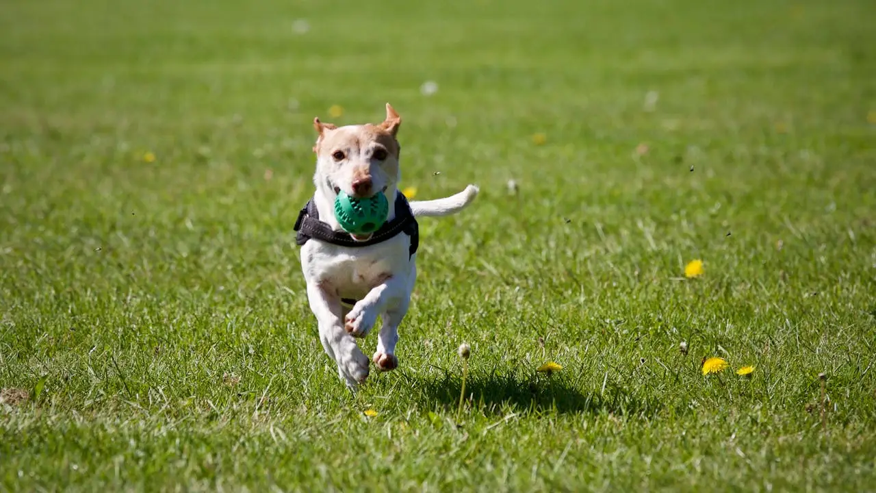 Happy dog on a walk