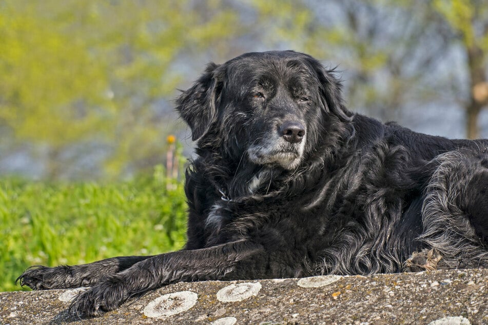 Older dog on a gentle walk with close attention