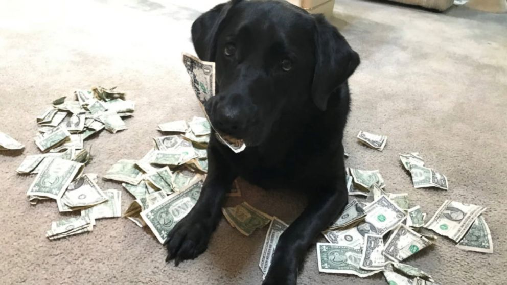 buying a puppy
