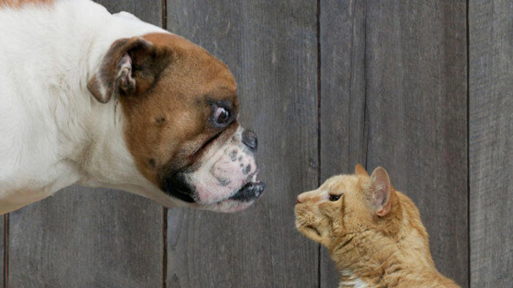 dog image