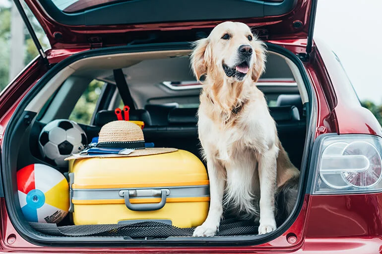 dog in back of car boot with suitcase