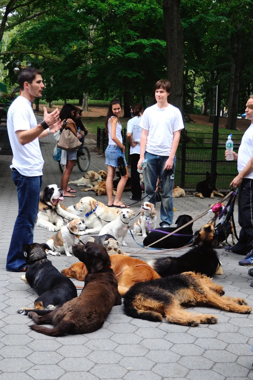 Dogs meeting at the park