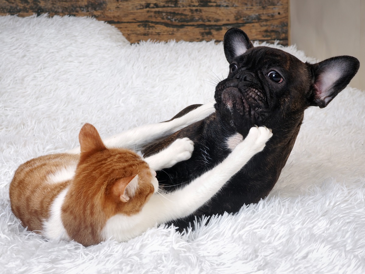a ginger and white kitten playing with bulldog puppy