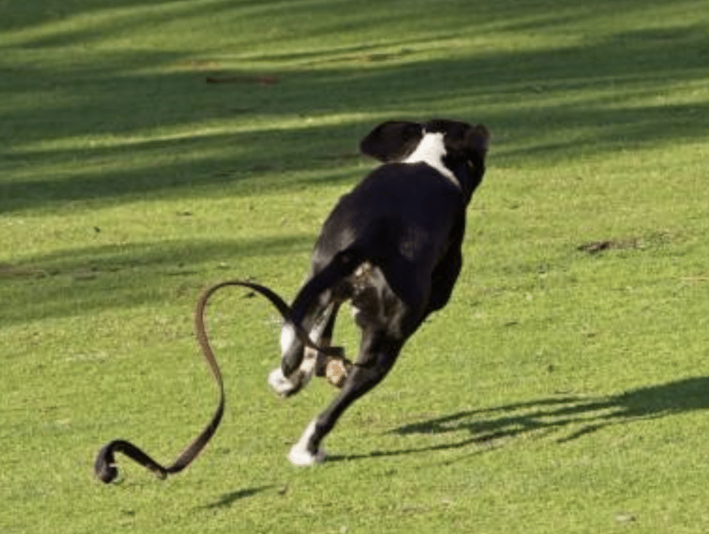 dog off lead