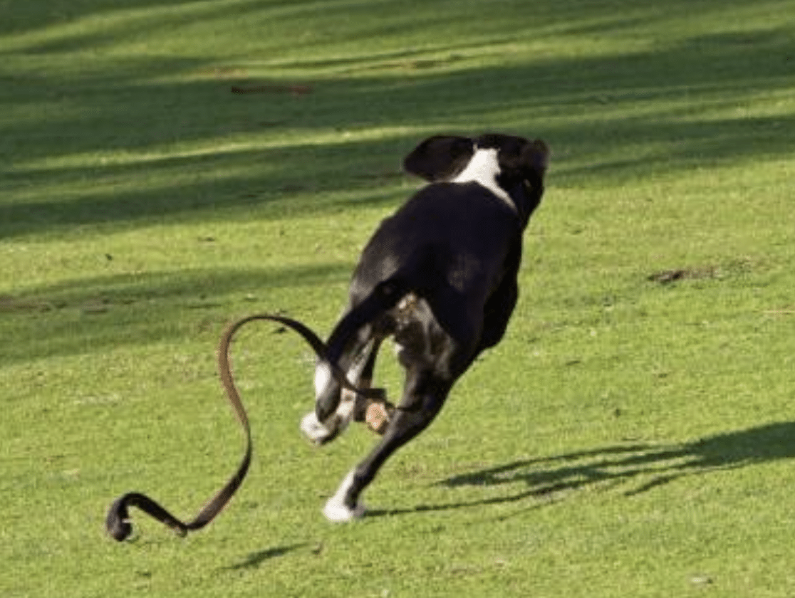 dog off lead