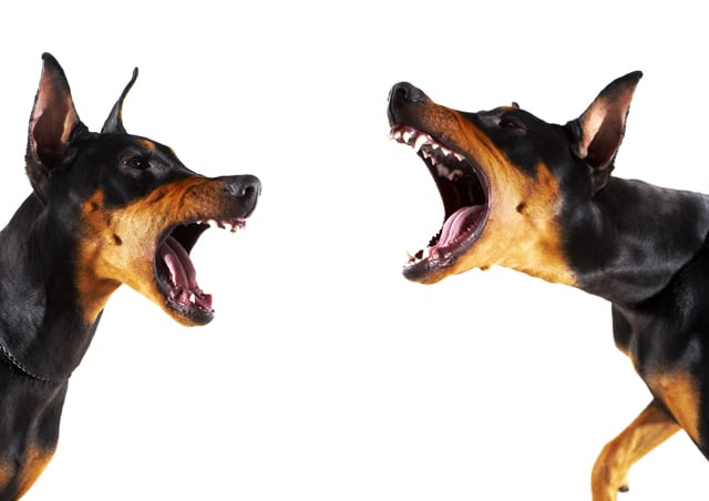 dogs fighting