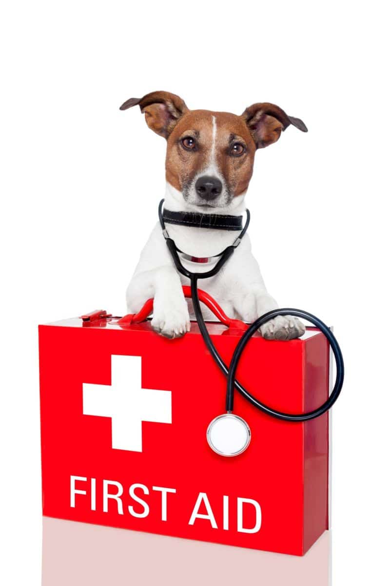first aid for dogs