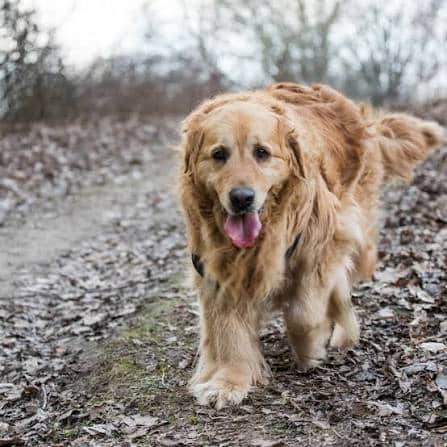 older dog walking
